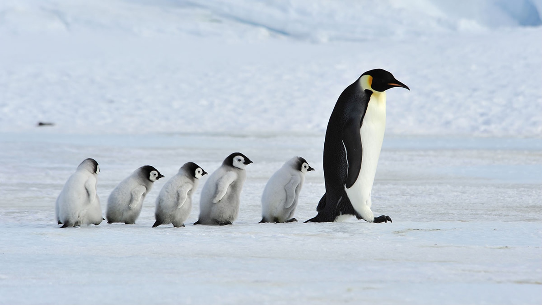 ERP Data Migration Special Considerations