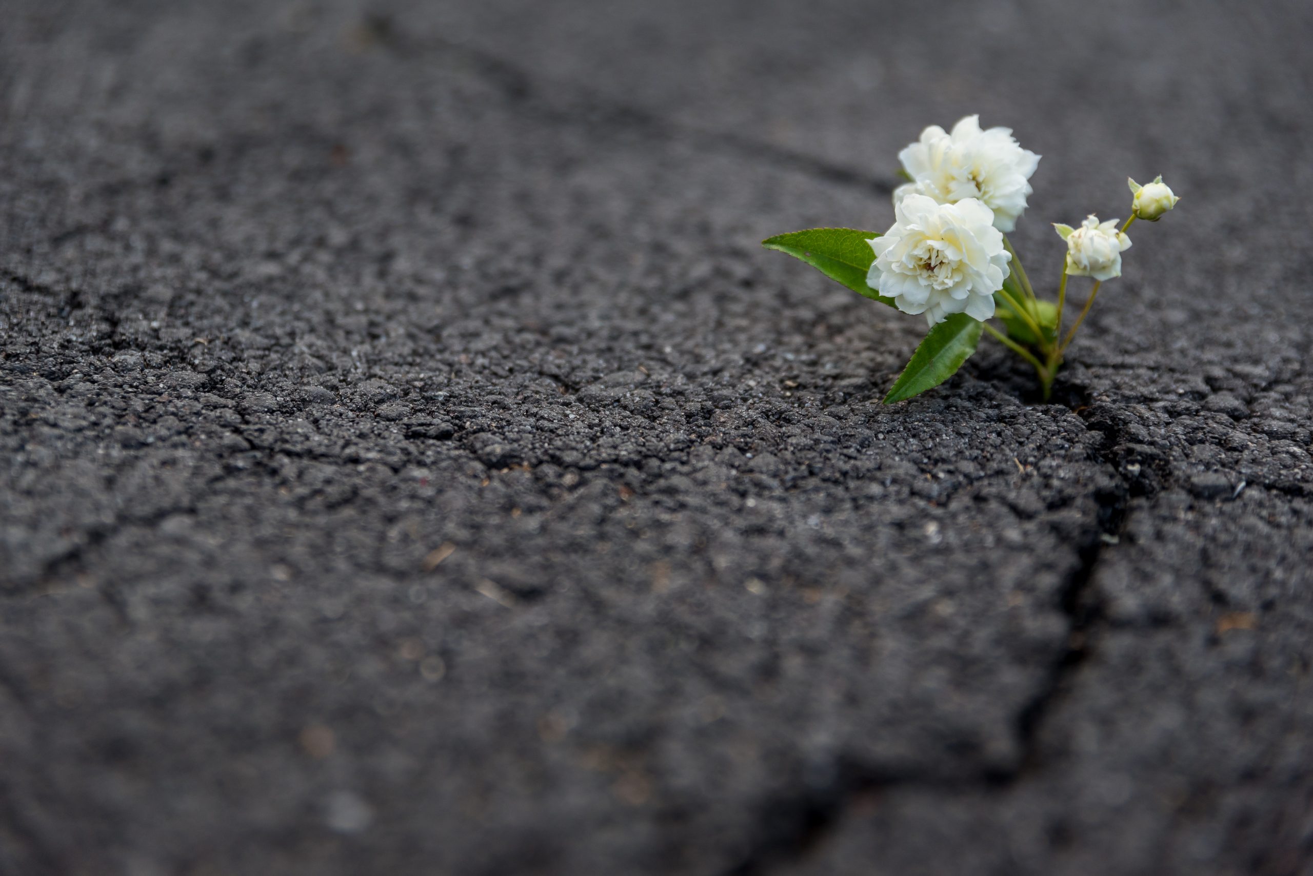 ORACLE MASTER Platinum DBA 2019 取得者に聞く　Platinum 資格の価値　〜茶話会レポート#1〜