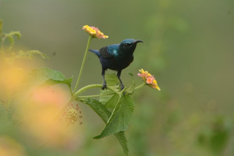 Oracle employees discover biodiversity in corporate employee bioblitz