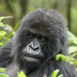 Walking with Nzeli: 35 years of conservation through the eyes of one gorilla