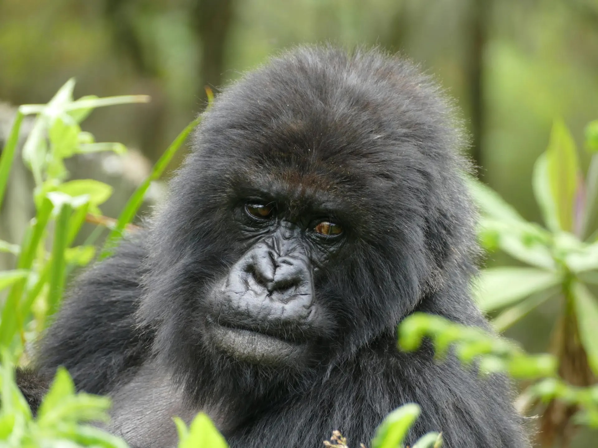 Walking with Nzeli: 35 years of conservation through the eyes of one gorilla