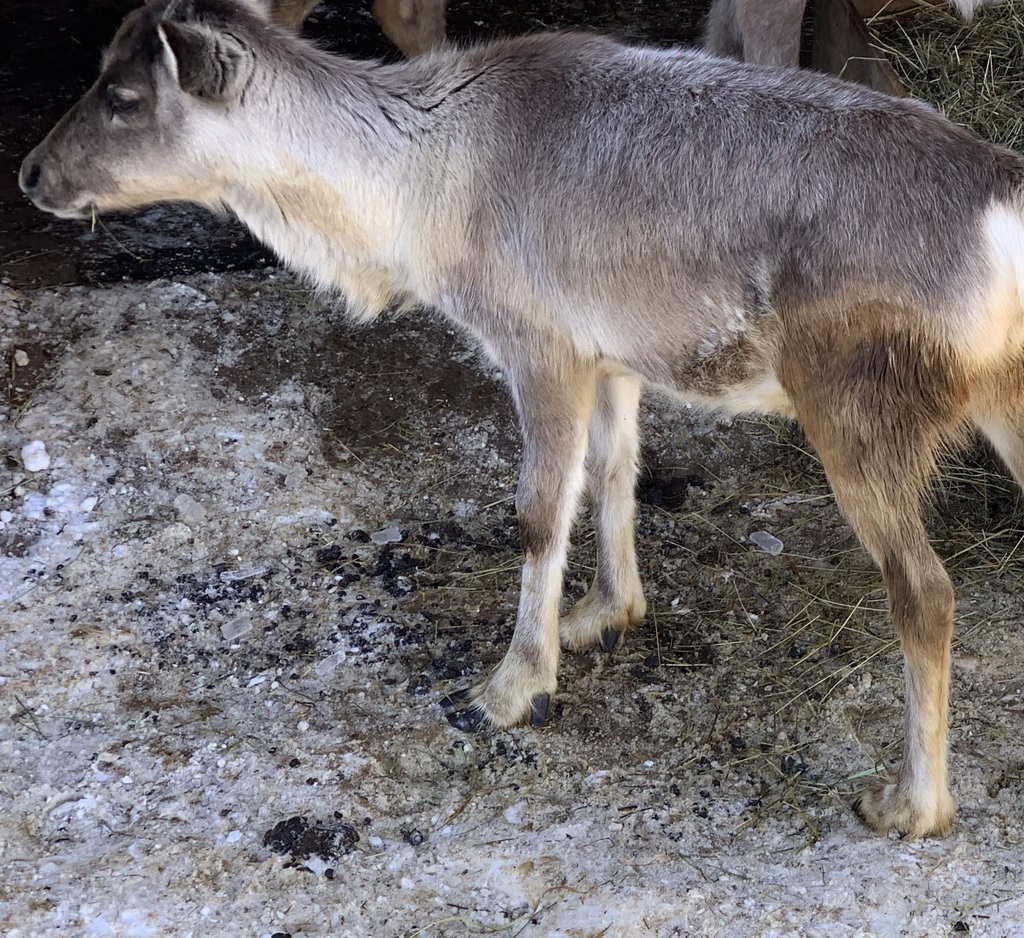 employee bioblitz reindeer observation