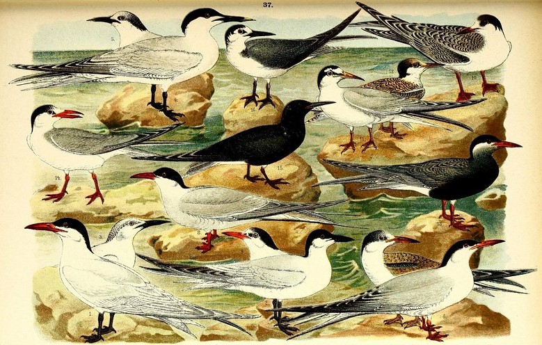 Large number of birds sitting on resources.