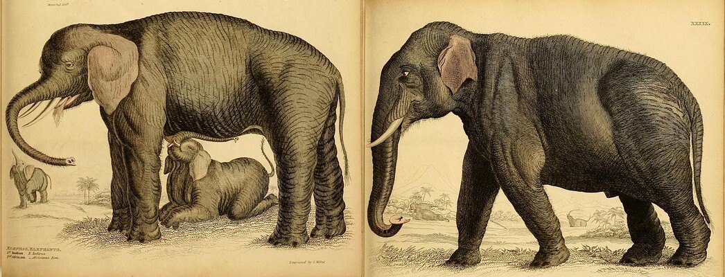 Elephants of different sizes with great memory