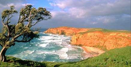Chatham Islands: Chatham Islands picture of tree overlooking cliffs 