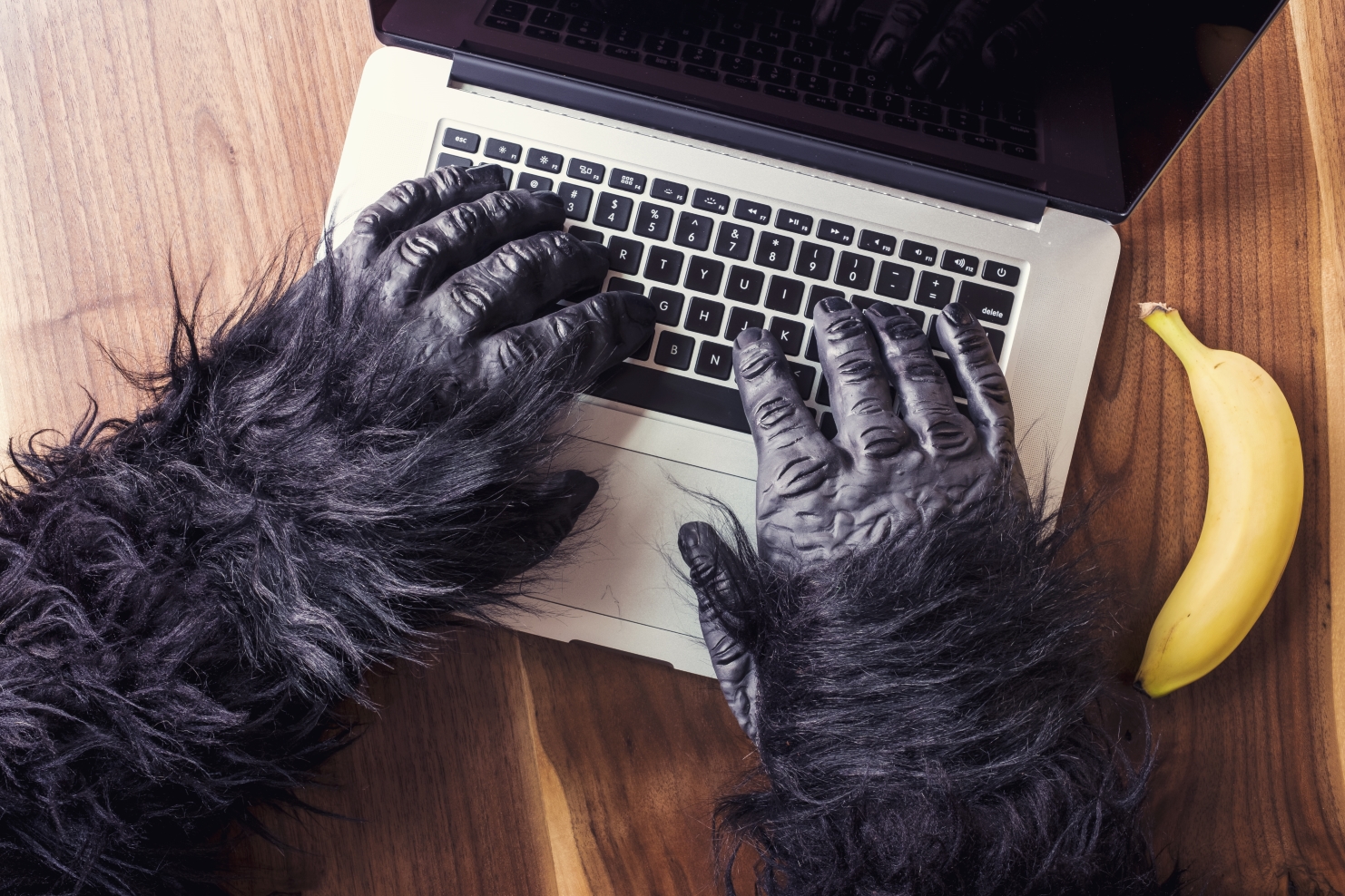 Gorilla hands typing on a laptop with a banana next to them