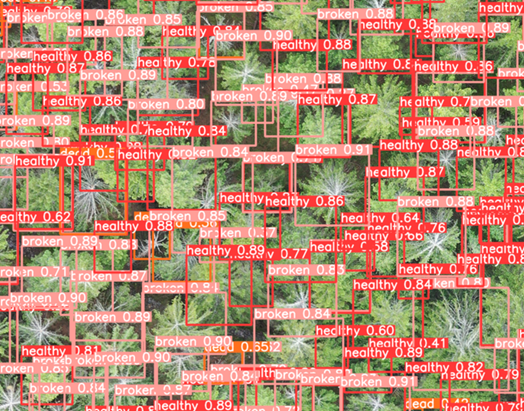 "YOLO" model detecting healthy/diseased objects in an image